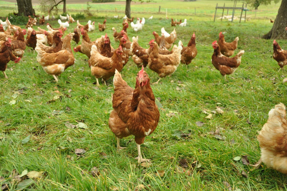 Situation toujours tendue sur le marché des œufs 