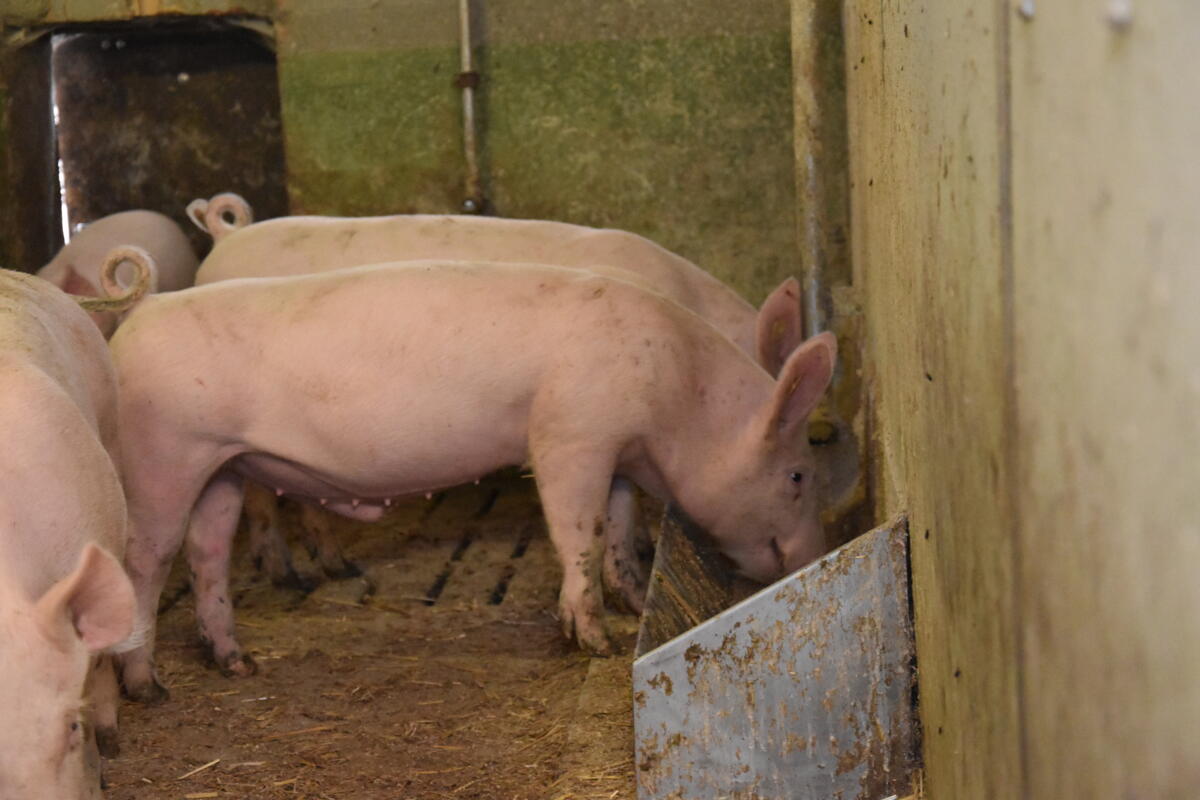 EU-Schweinemarkt erholt sich