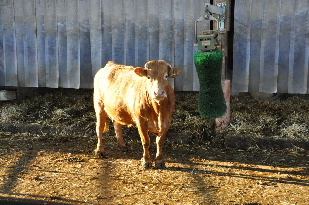 L’aide du vétérinaire: «Comment faire lorsque les animaux boivent de l’urine ?»
