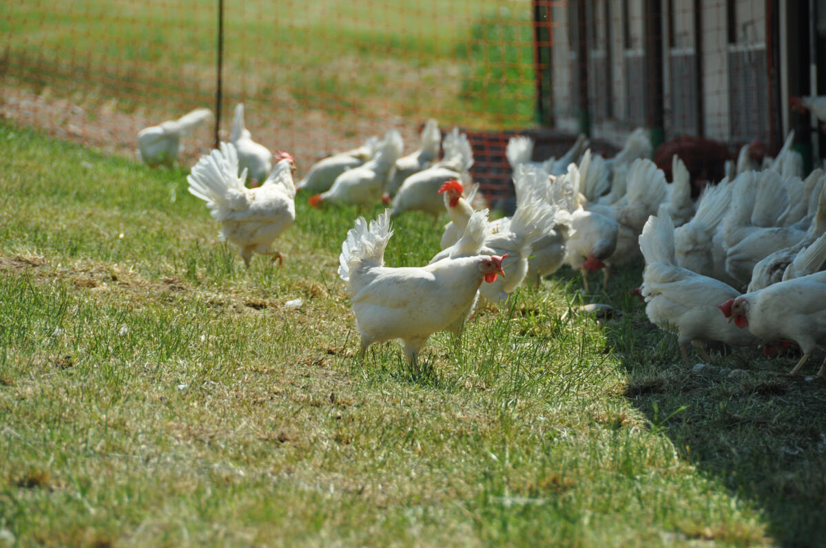 A partir du lundi 1er mai, les volailles peuvent à nouveau aller au pâturage