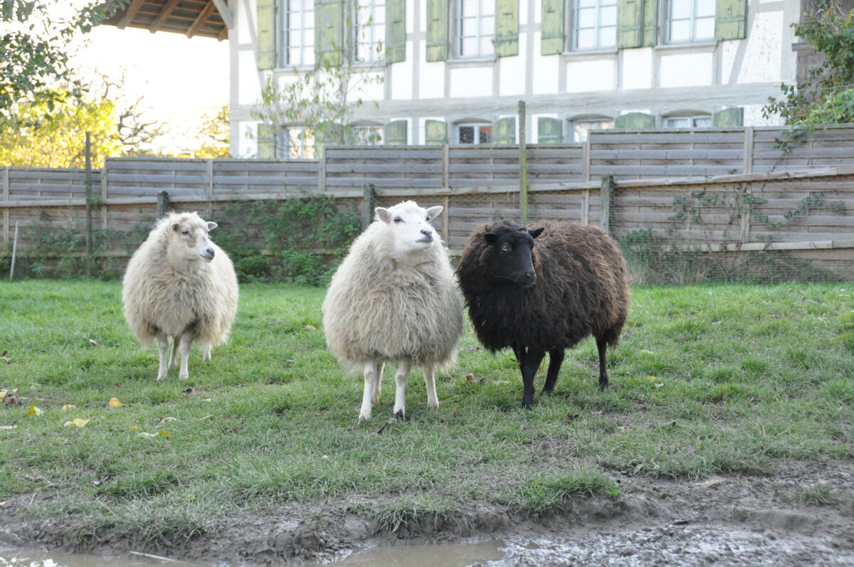 Élevage ovin : le programme AQ-Viande Suisse gagne en importance