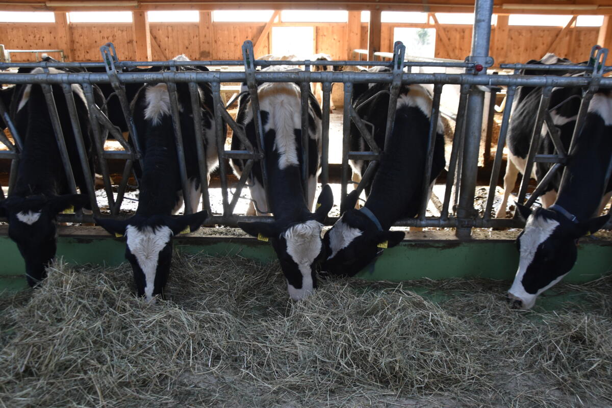 Warzen treten meist bei Rindern im Alter von 6 bis 24 Monaten auf.