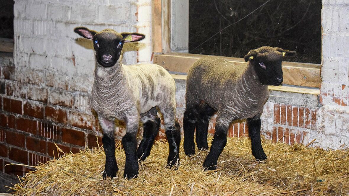Hilfe vom Tierarzt: «Weshalb husten meine Lämmer? »
