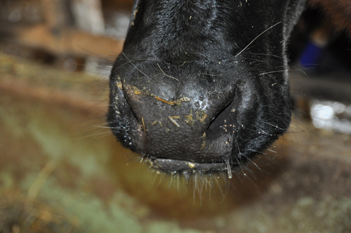 2019 war bezüglich Futtermittel ein sicheres Jahr