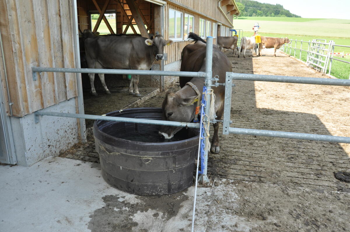 Eine Erhöhung der Tierwohlprogramme BTS und RAUS führt nur zu einer geringen Erhöhung der Ammoniakemissionen.