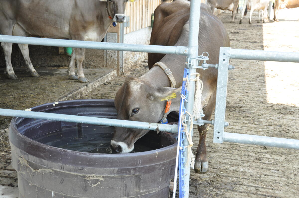 Comment diminuer le stress thermique chez les vaches laitières