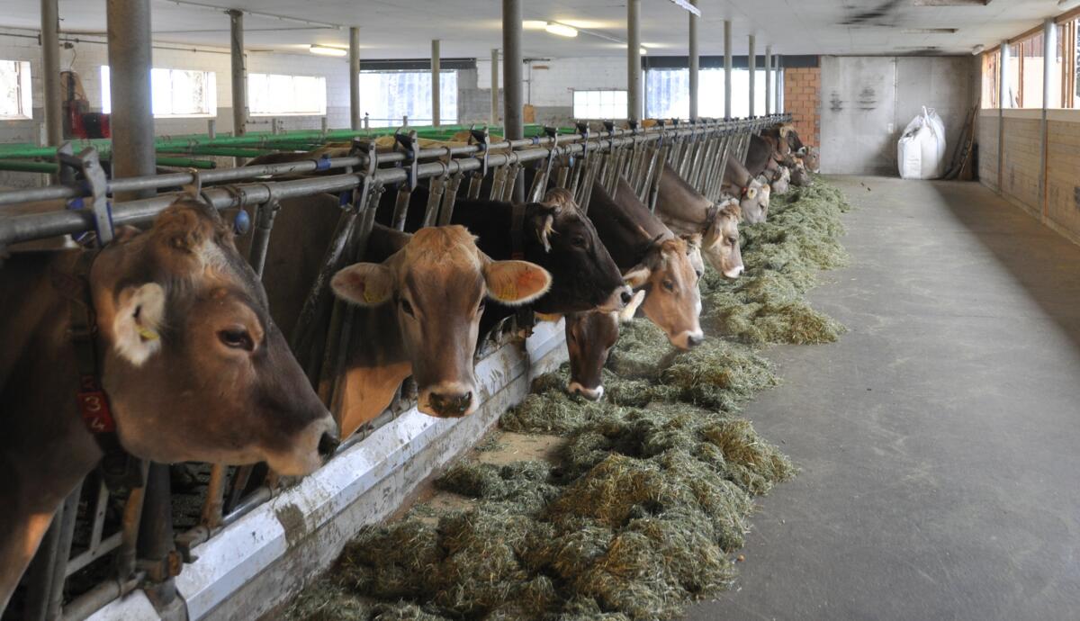 Wie beeinflusst Beta-Carotin die Fruchtbarkeit?