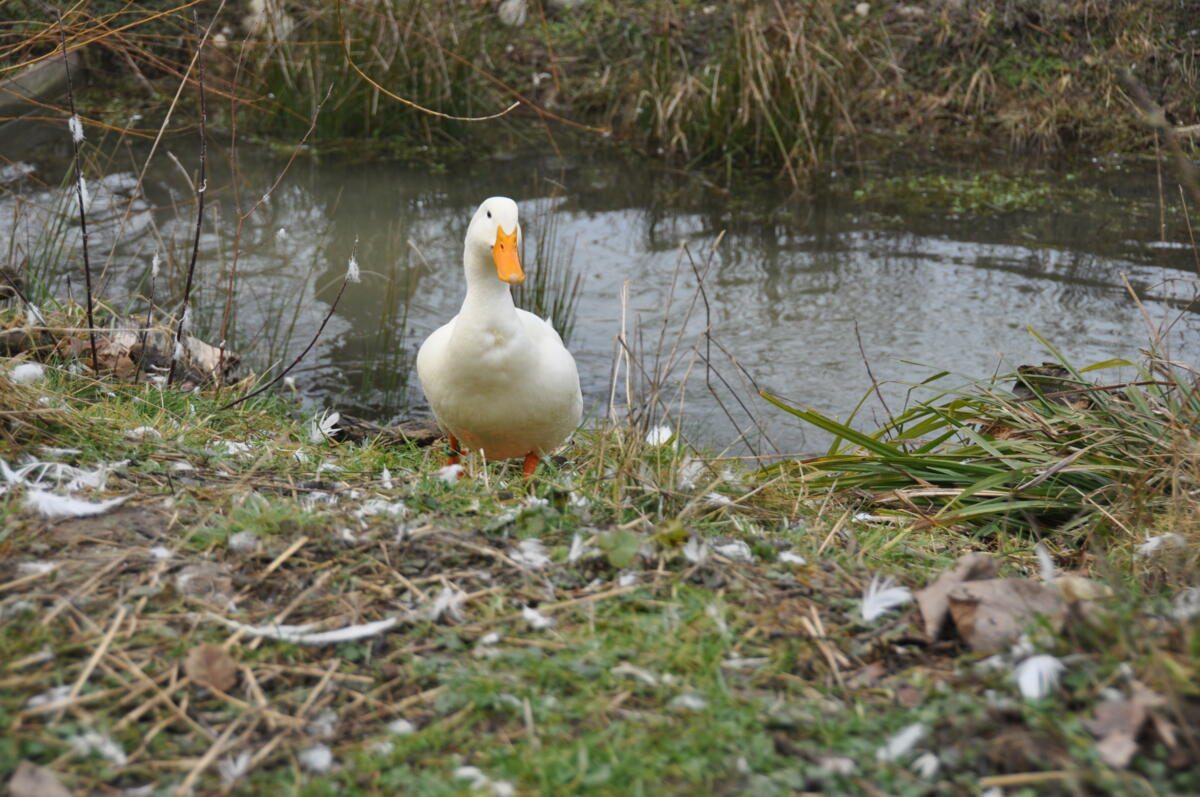 Geflügelhalter sollten einige Vorsichtsmassnahmen beachten, um ihre Tiere vor der Vogelgrippe zu schützen.