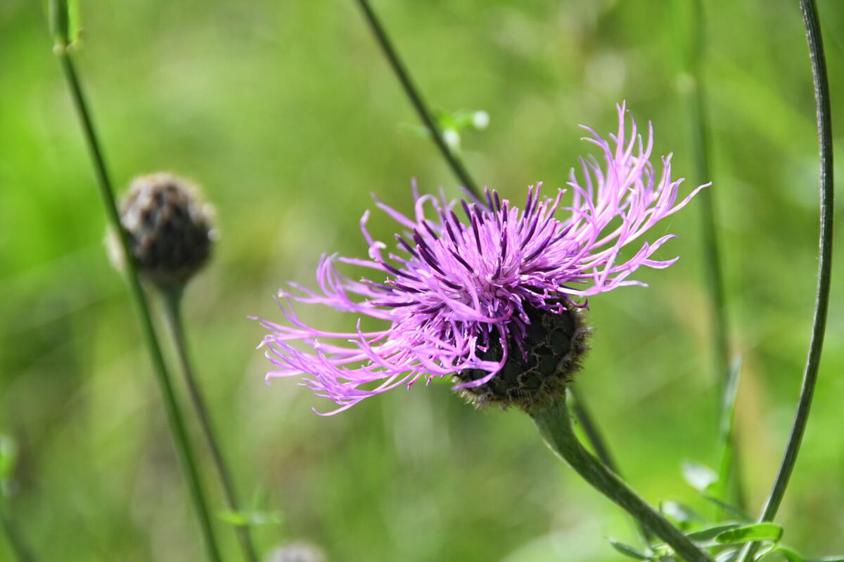 IP-Suisse-Prämien werden ausbezahlt