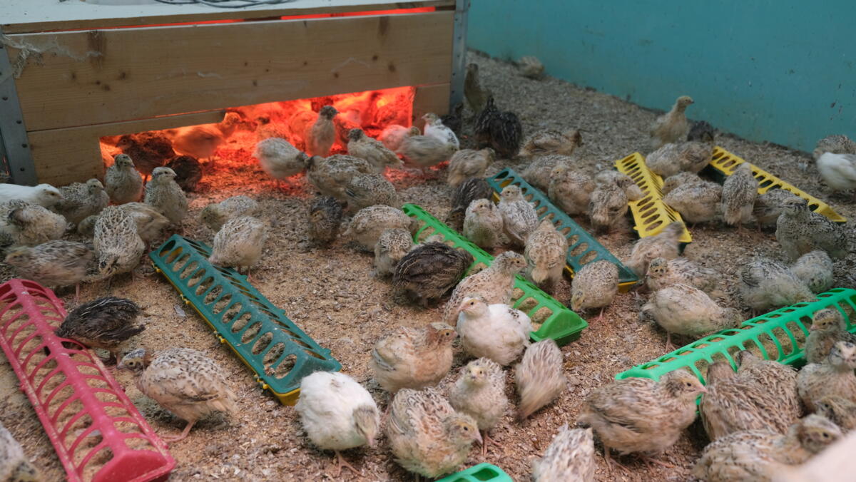 La caille : petite mais impressionnante