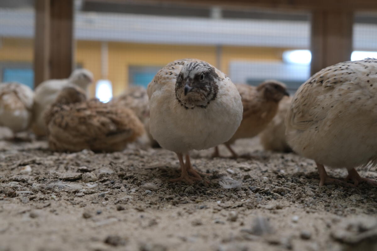 La caille : petite mais impressionnante