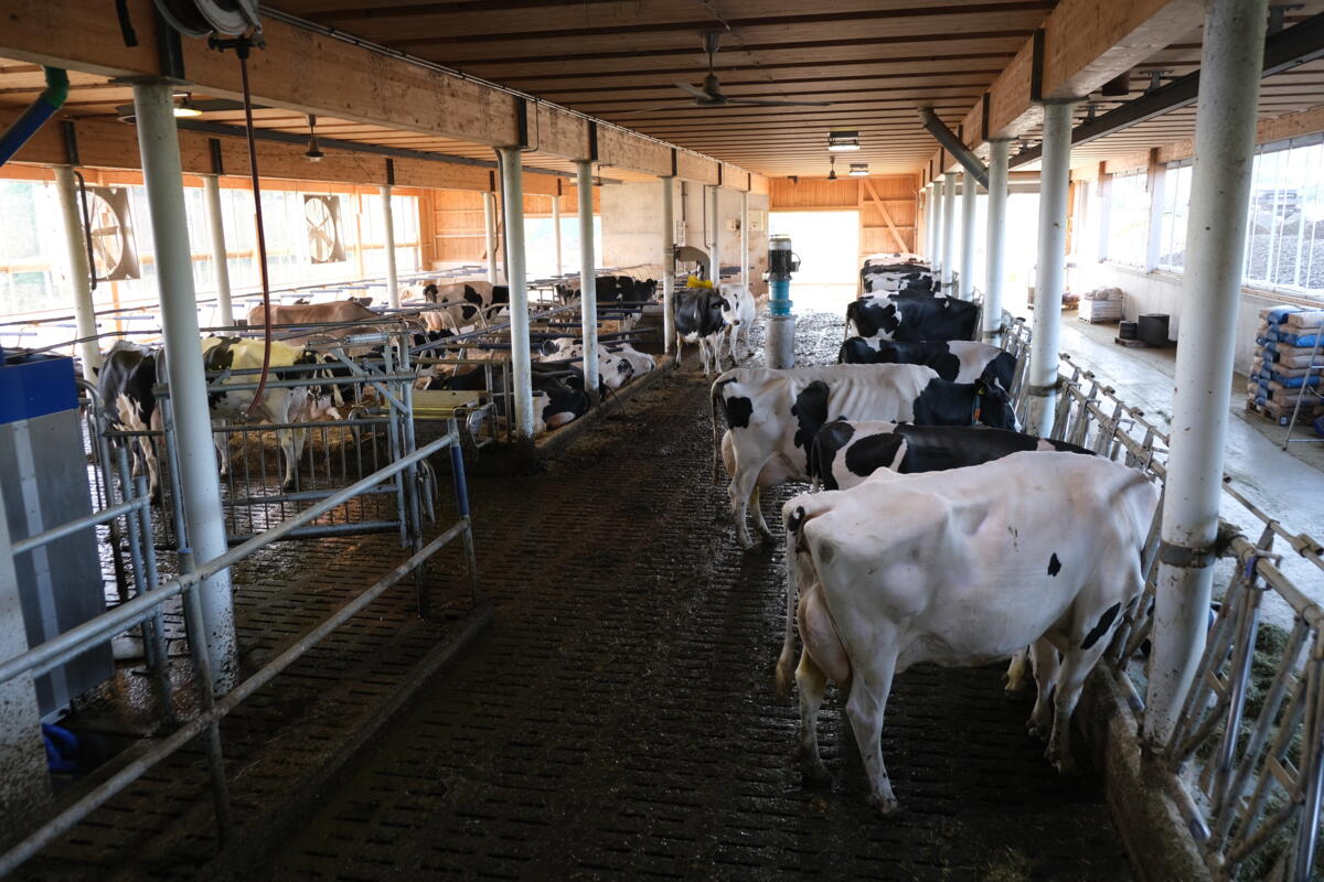 Der Kuhstall auf dem Betrieb Eigenmann.