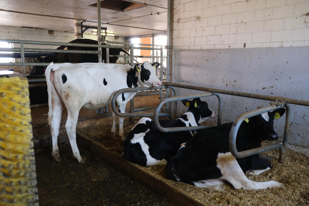 Die Aufzuchtrinder auf dem Betrieb Eigenmann werden in einem Laufstall mit Liegeboxen gehalten.
