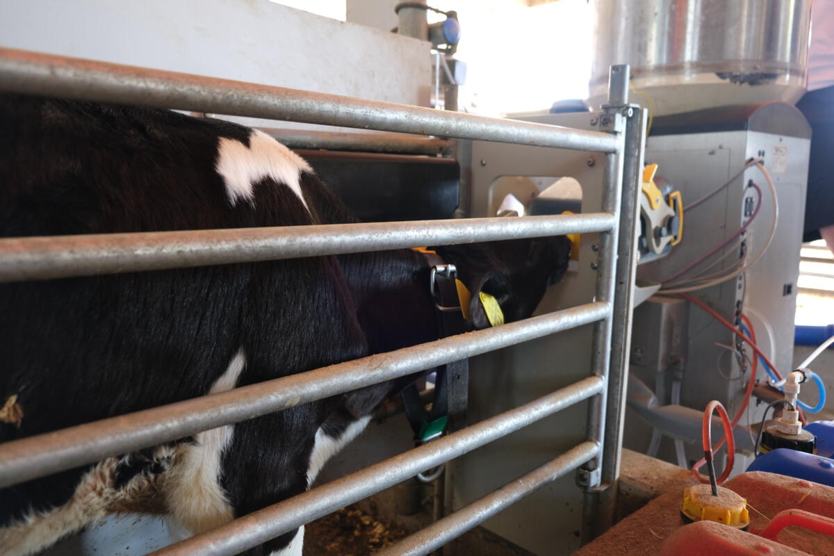 Ein Kalb beim Trinken am Tränkeautomat.