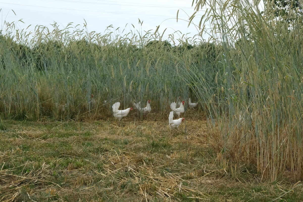Natürliche Weidegestaltung