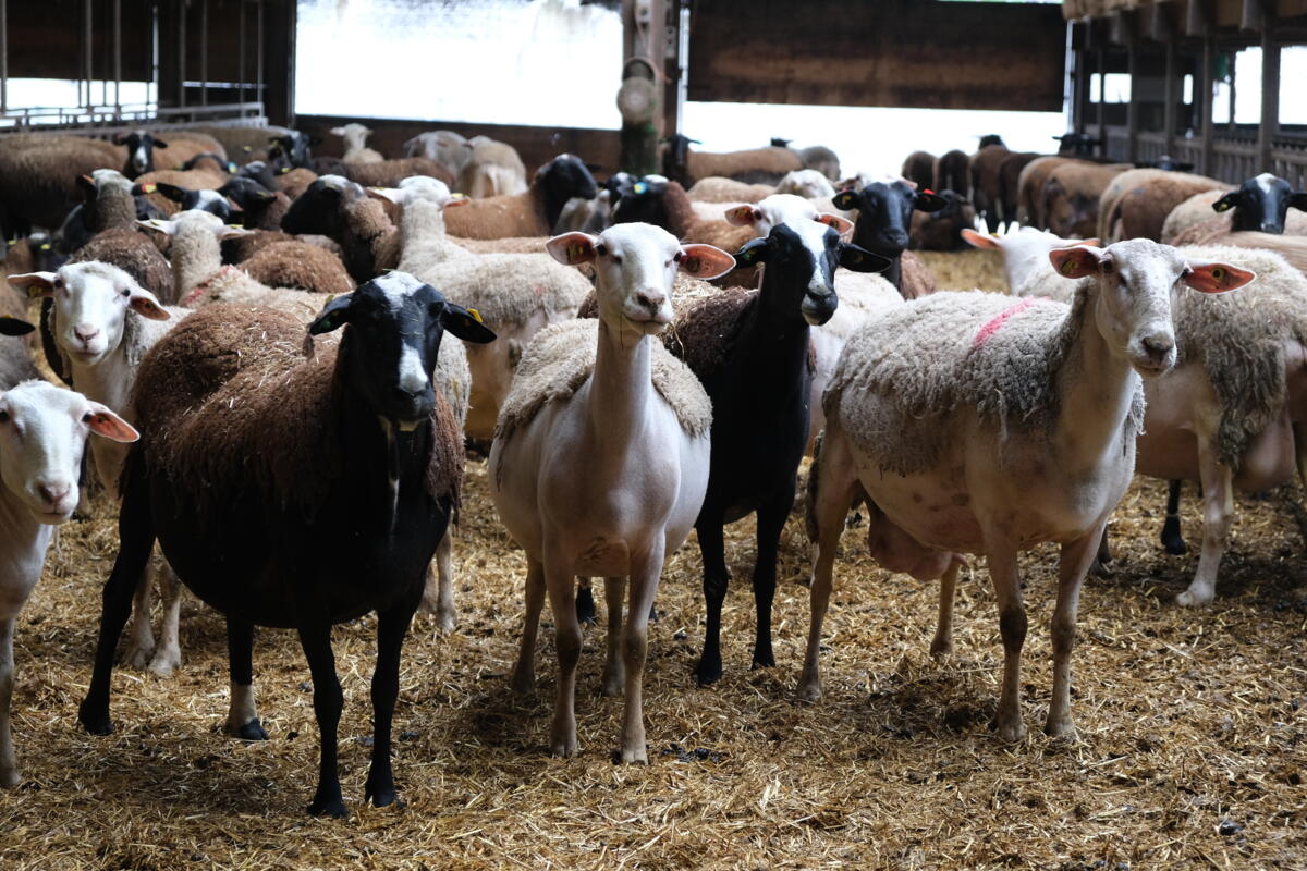 Moutons et chèvres : comment identifier la cétose ?