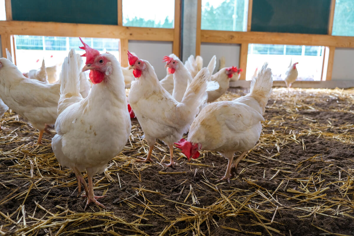 Garder les poules plus longtemps en production bio
