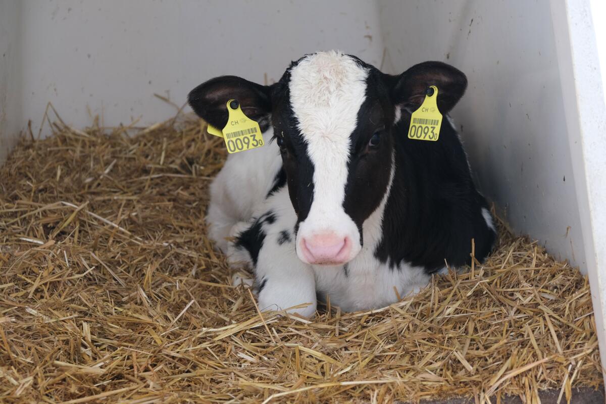 Quelles mesures pour prévenir la diarrhée des veaux ?