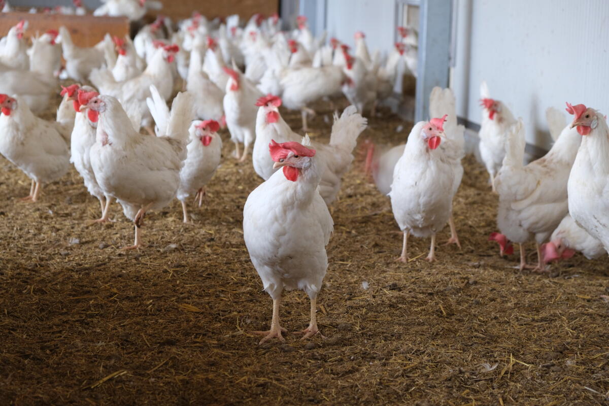 Des poules pondeuses dans un parcours extérieur.