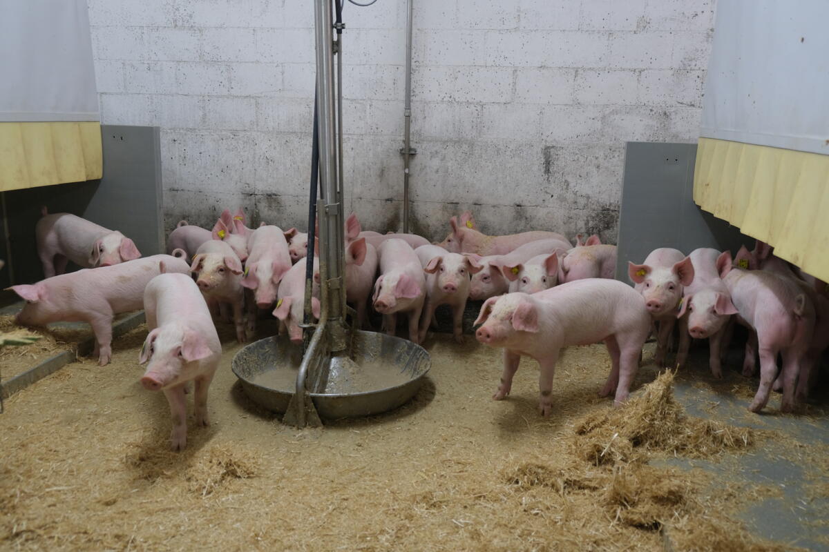 Les porcs suisses sont en bonne santé