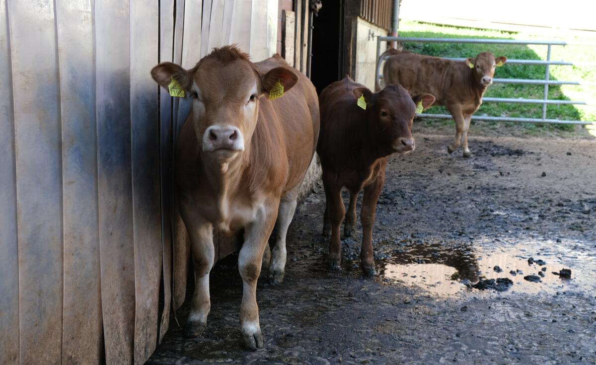 Animaux demandés pour les labels Vache mère Suisse