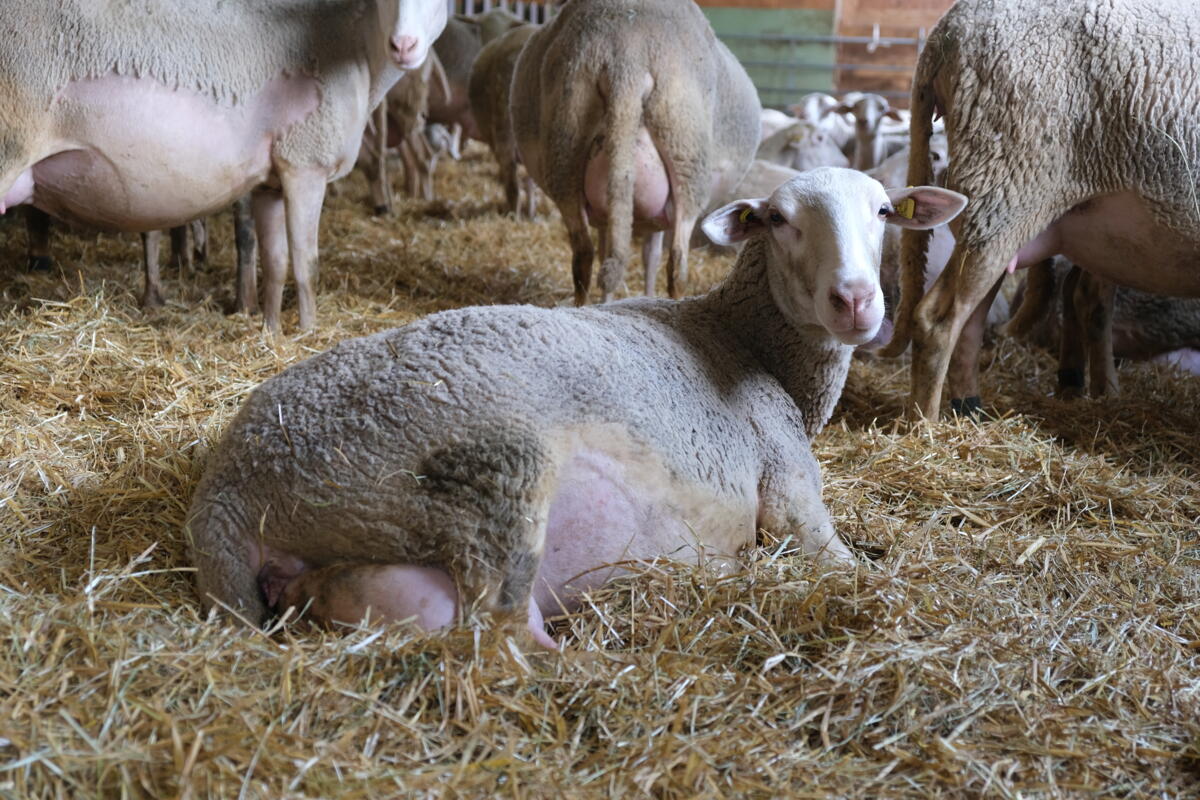 Vacciner contre la maladie de la langue bleue, une mesure avisée