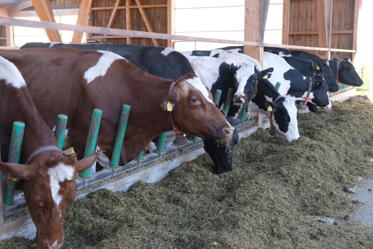 Production de lait efficace