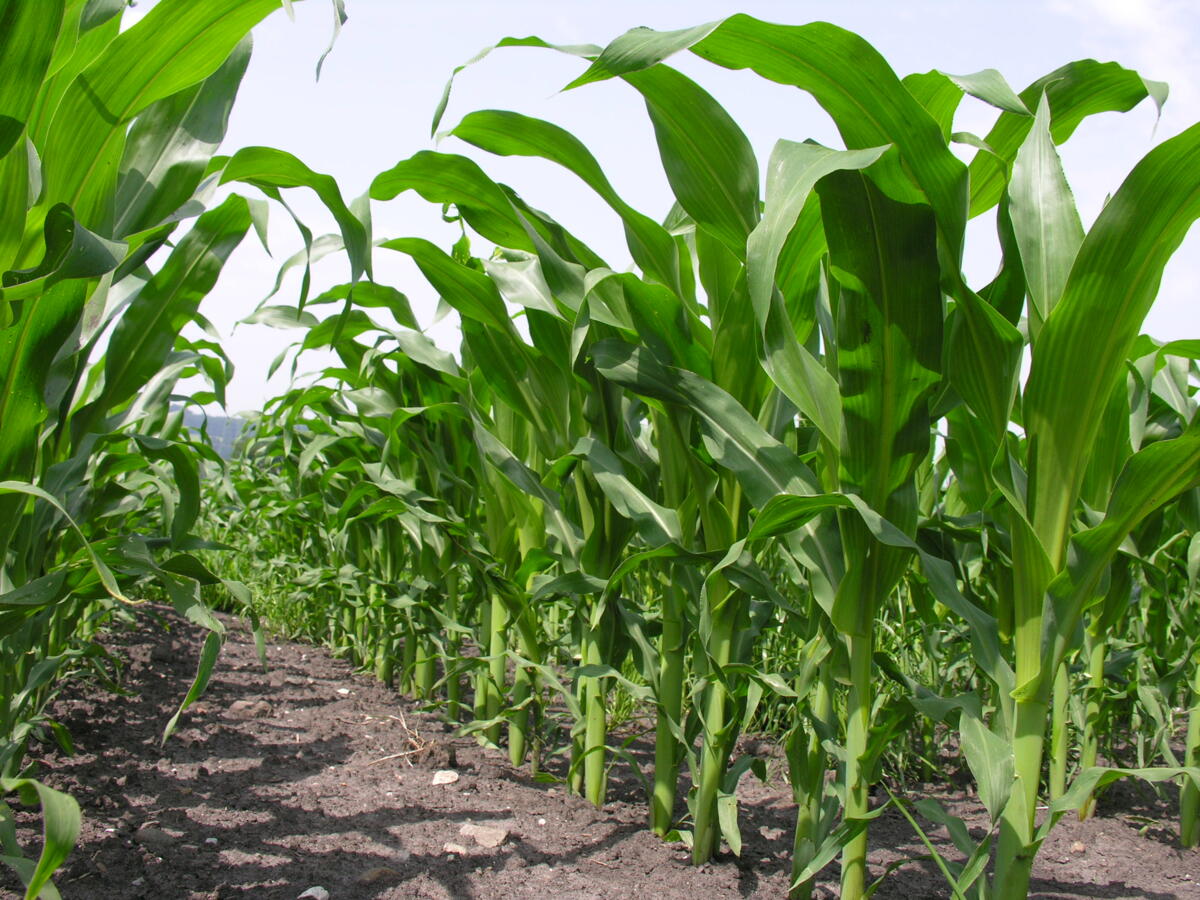 Aucun compromis en termes d’herbicides dans le maïs