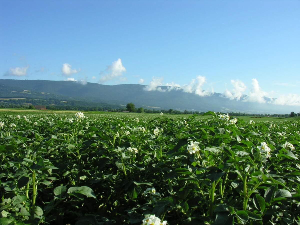 Alternaria eindämmen und Kraut vernichten 