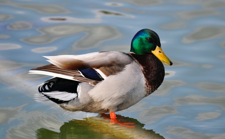 Duck_unsplash