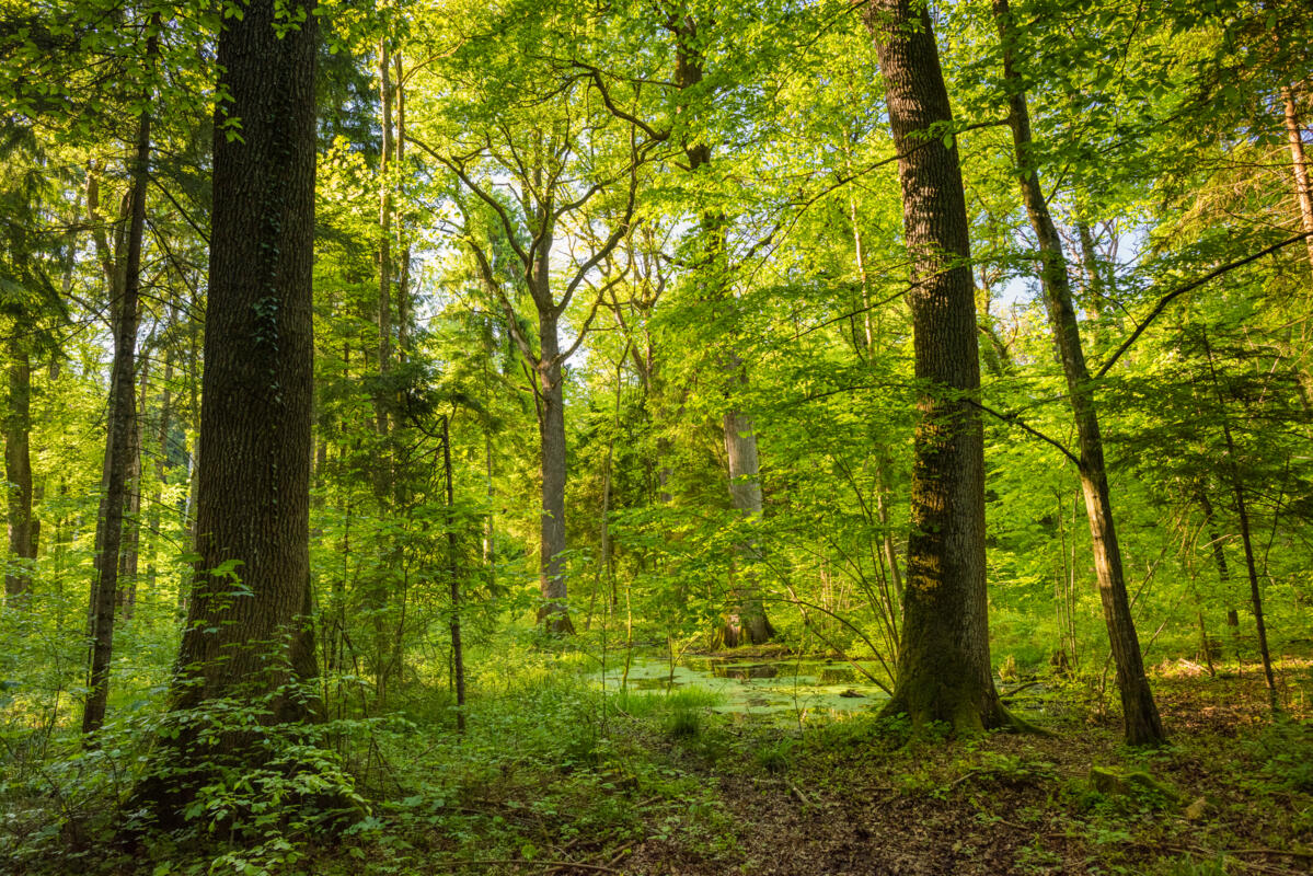 Naturnaher und strukturreicher Eichen-Hagebuchenwald mit hohem Biotopwert. Bild: Simon Speich, WSL, Güttingen (TG)