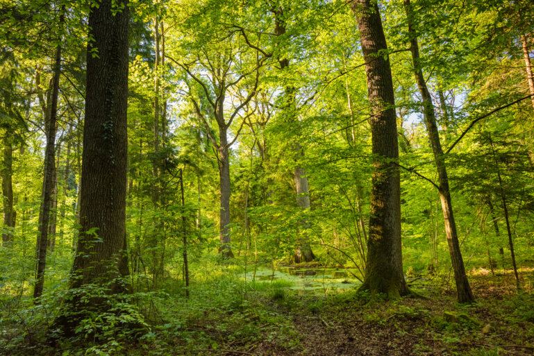 Forêt de chênes et de charmes