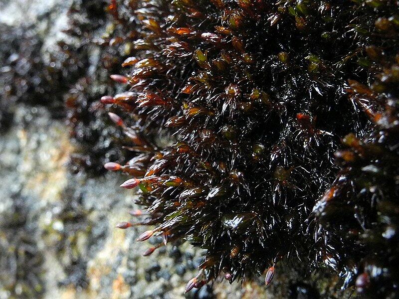 La mousse Lanterne frigide se rencontre en Europe dans les zones alpines. En Suisse, elle est considérée comme potentiellement menacée, mais avec une fa...