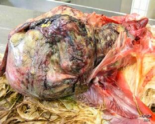 Inflammation sévère de l’oviducte par E. coli