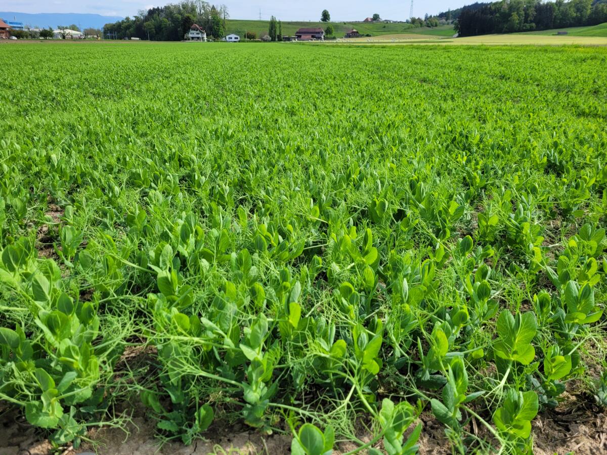 Sur deux hectares, l'agriculteur Peter Widmer cultive des pois protéagineux destinés à l'alimentation humaine.