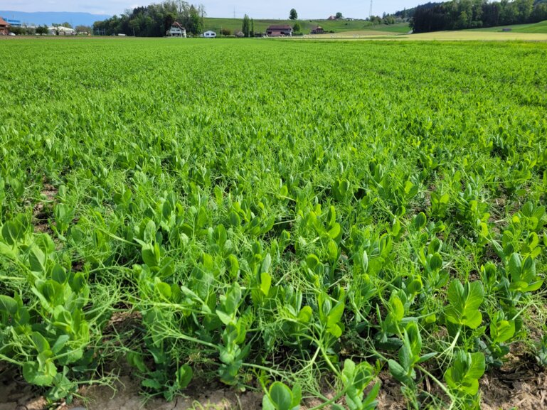 Eiweisserbsenfeld_kek_F