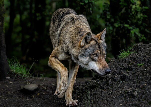 Eurasischer Wolf_Symbolbild_pixabay
