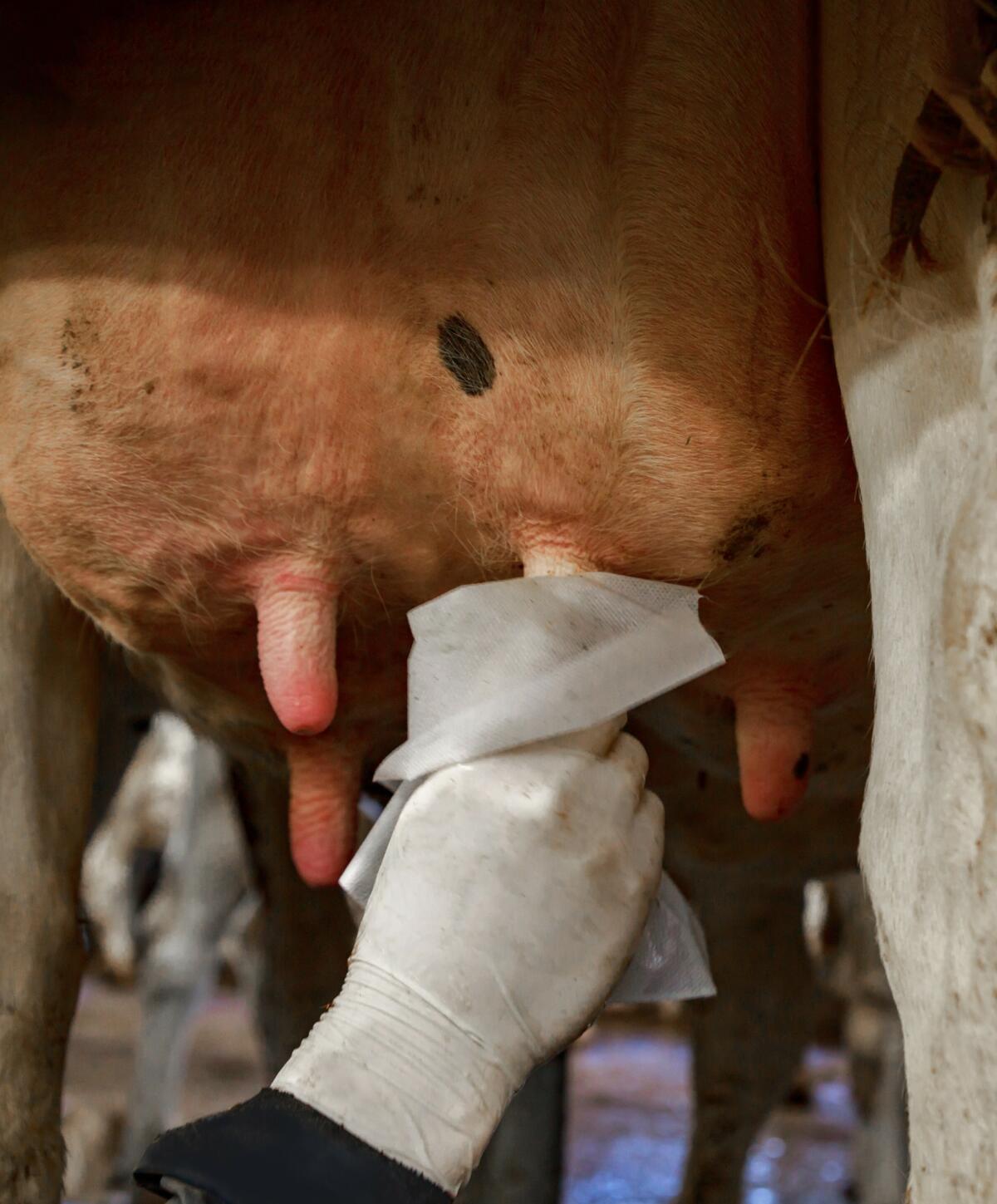 Klebsiellenmastitis: Eine unterschätzte Gefahr? 