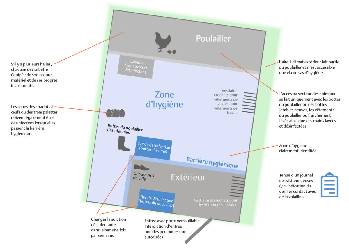 Protéger les poules correctement
