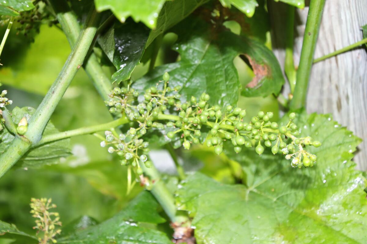 Innert weniger Tage hat ein massiver Befall durch den Falschen Mehltau den Trauben arg zugesetzt.
