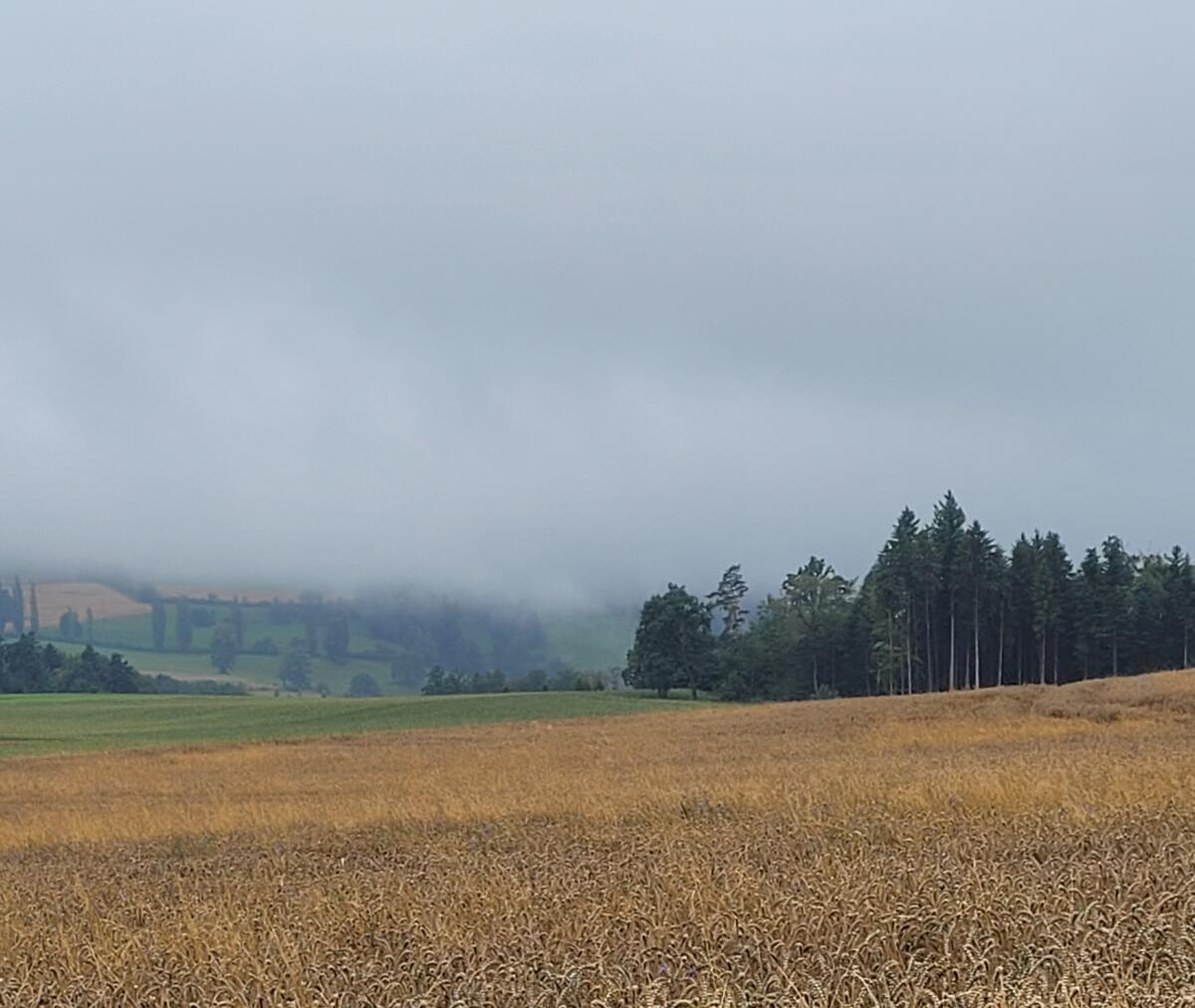 Die nächsten Wochen, mit oder ohne Regen, entscheiden wie die Brotweizen-Ernte final ausfällt.
