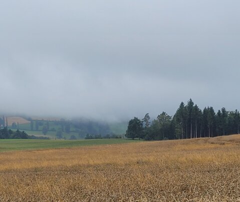 Feld_juli_2025_d