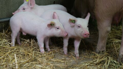 Ferkel_