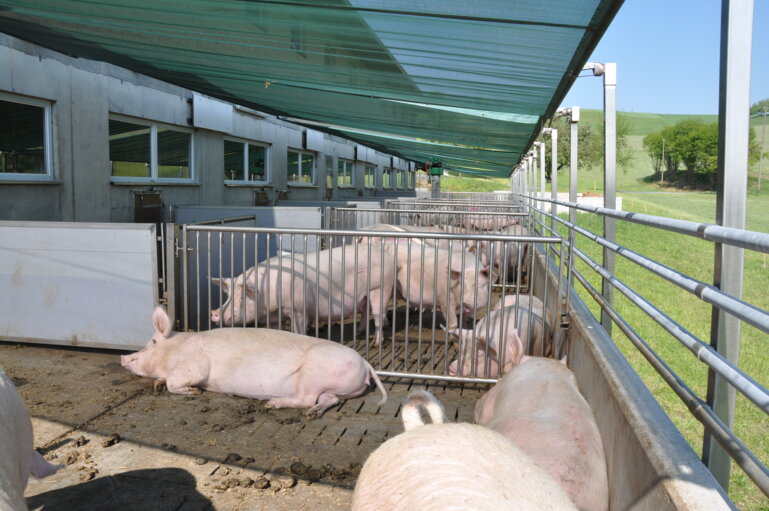 Ferkelproduktion_Koller_ Eberseken_0511_mr20090505_1714