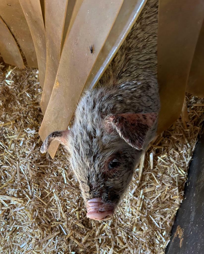 Epidermite exsudative chez le porc : quelles causes ?