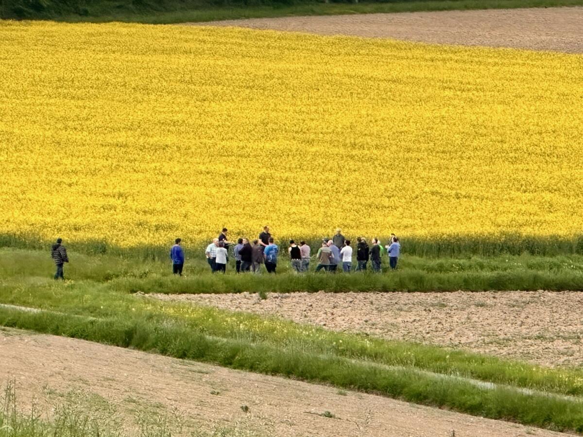 Mit der Rapskultur wird es immer schwieriger im Anbau. Dieses Jahr machte besonders der Rapsglanzkäfer grosse Probleme.