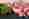 food-6885219_1280