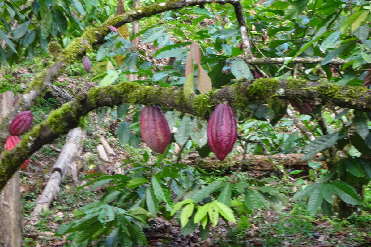 Voyage de lecteurs de la revue UFA au Panama - un bilan