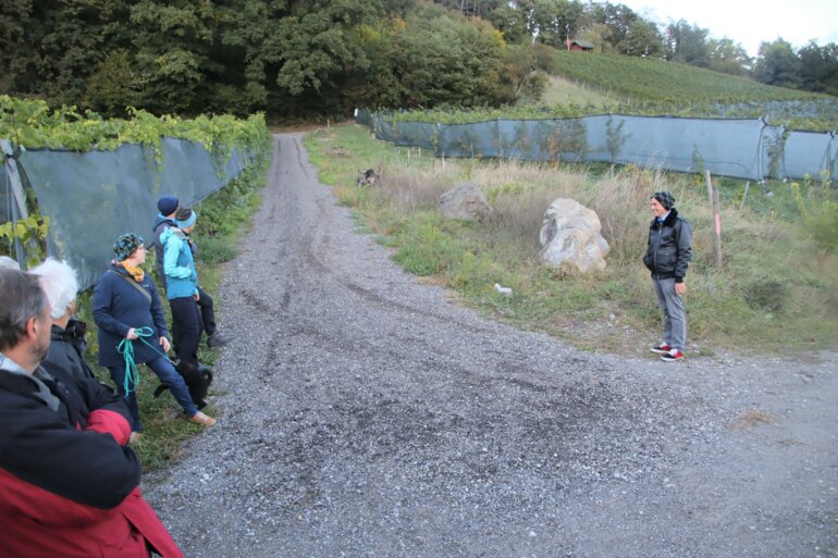 Fredi Strasser_Weinberge