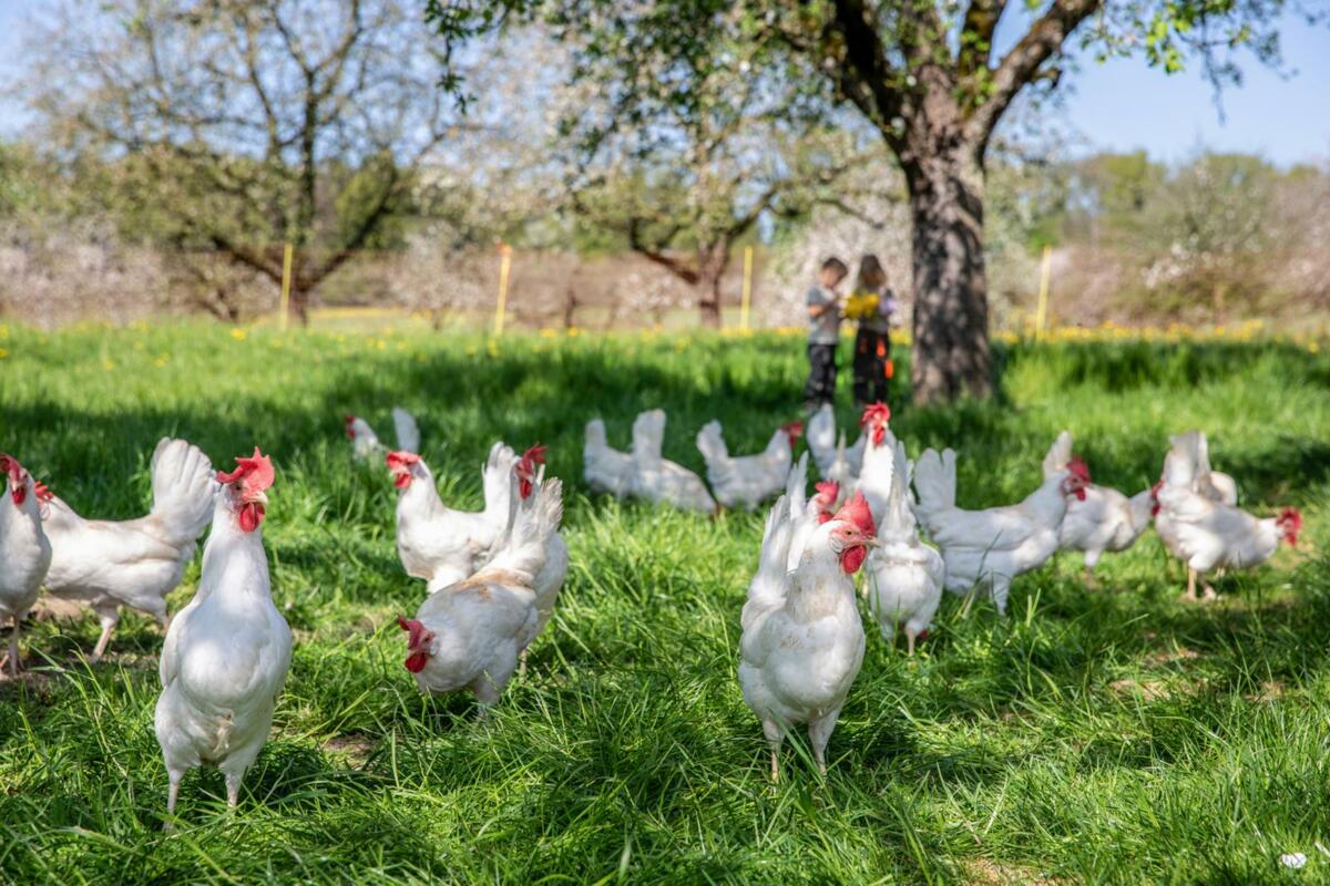 Bio-Hühnerhof von Erwin Toppler, Wellnessfarm in Harmony in Kümmertshausen.